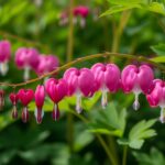 Zbliżenie różowych kwiatów serduszka okazałego na zielonych łodygach z rozmytym tłem liści